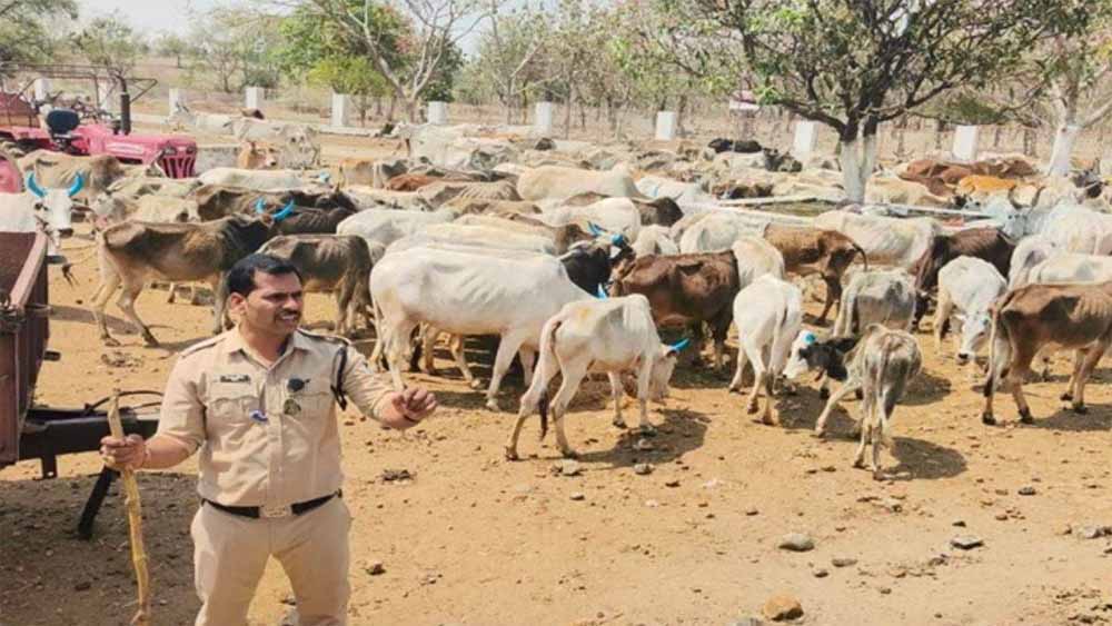 गोवंश की हत्या के मामले में पुलिस ने नागपुर के सात आरोपितों समेत 22 गिरफ्तार