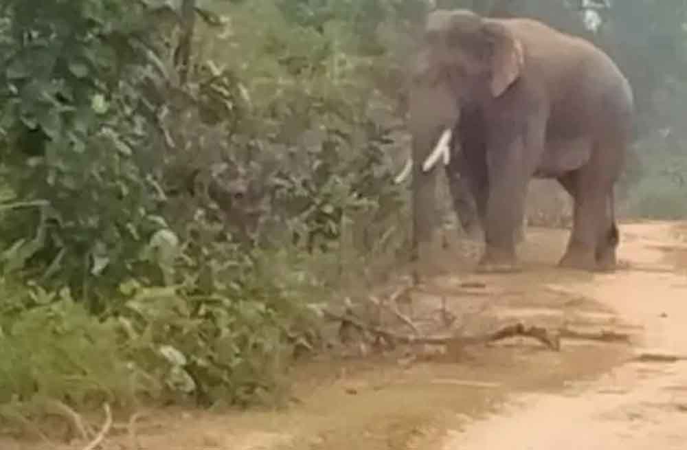 छत्तीसगढ़-रायगढ़ में ग्रामीण को हाथी ने कुचला