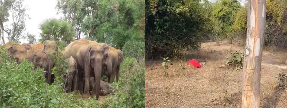 छत्तीसगढ़-अंबिकापुर में हाथी के हमले में एक ग्रामीण की मौत