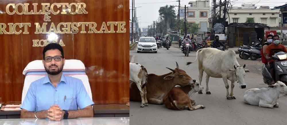 छत्तीसगढ़-कोरिया में सड़कों पर मवेशियों को न छोड़ें पशु पालक: कलेक्टर