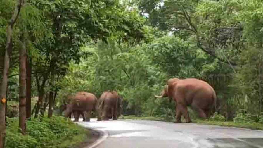 रातभर गांव में जंगली हाथी का उत्पात,  दहशत में ग्रामीण