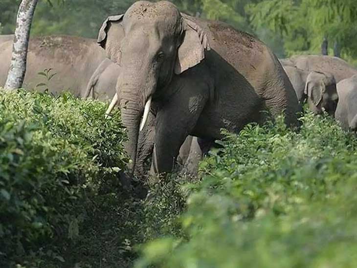 देर रात अनिरुद्धपुर बस्ती में घुसा दंतैल हाथी, घर के बाहर सो रहे बुजुर्ग को पैर से कुचला