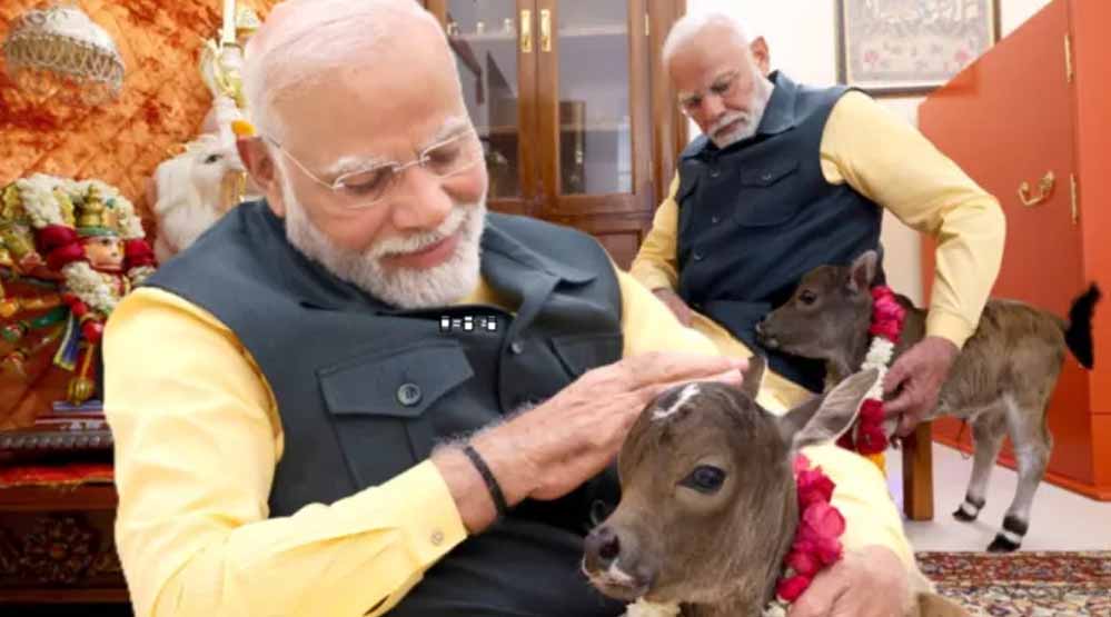 प्रधानमंत्री आवास में एक नए सदस्य का शुभ आगमन हुआ, प्रिय गौमाता ने एक नव वत्सा को जन्म दिया