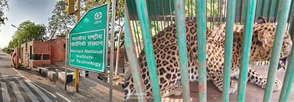 राजस्थान-जयपुर के एमएनआईटी कॉलेज में मादा लेपर्ड पकड़ कर सुरक्षित स्थान पर छोड़ा