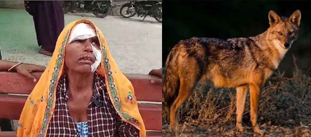 राजस्थान-अलवर में सियार ने महिला को 20 मीटर तक घसीटकर कई जगह नोचा
