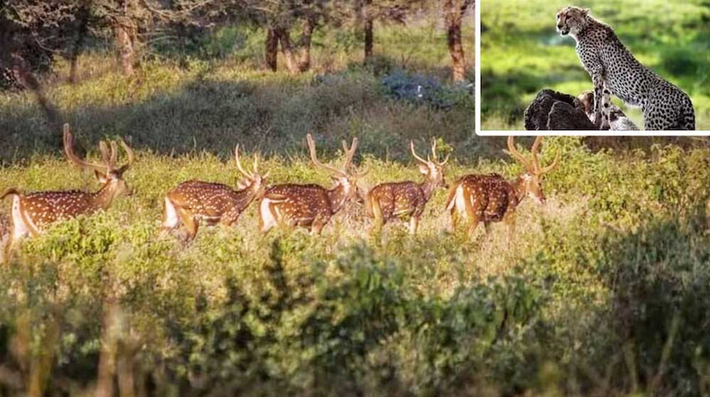 गांधीसागर अभयारण्य में चीतों का निवाला बनेंगी 400 चीतल, शिकार के लिए हिरण भी छोड़ेंगे