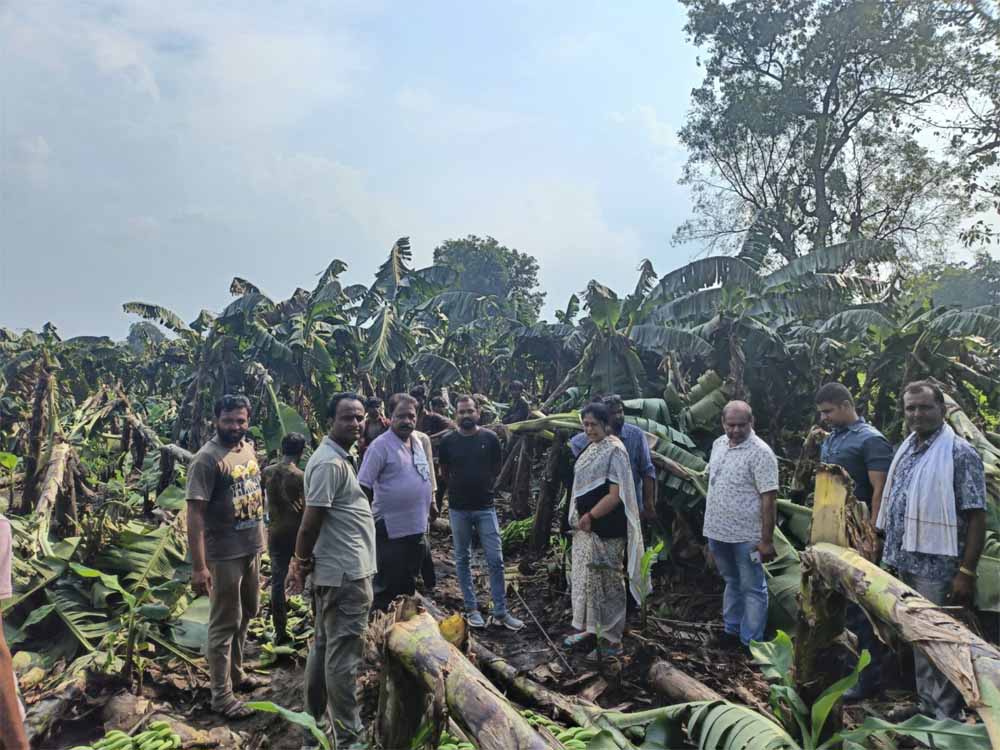 जिले में हुई ओलावृष्टि और वर्षा के साथ आए आंधी तूफान ने एक बार फिर केला उत्पादक किसानों को बड़ी क्षति पहुंचाई