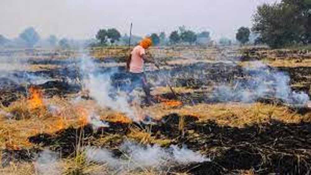 हरियाणा में पराली जलाने पर सरकार सख्त, किसानों की गिरफ्तारी के आदेश, मुख्य सचिव ने DC की ली मीटिंग