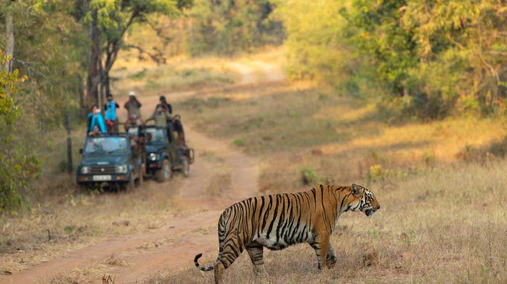 महीने के अंत में मप्र टाइगर रिजर्व में पहुंचेंगे सबसे ज्यादा पर्यटक … सभी Tiger Reserve में हो रही है तेजी से बुकिंग