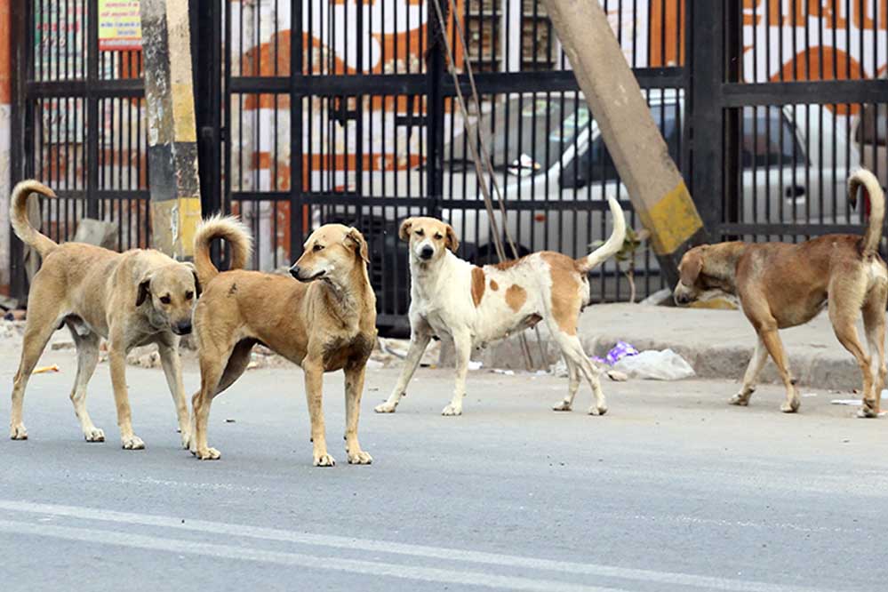 बेटमा : स्ट्रीट डॉग्स बने चौकीदार मासूम को अपहरणकर्ता से कराया मुक्त