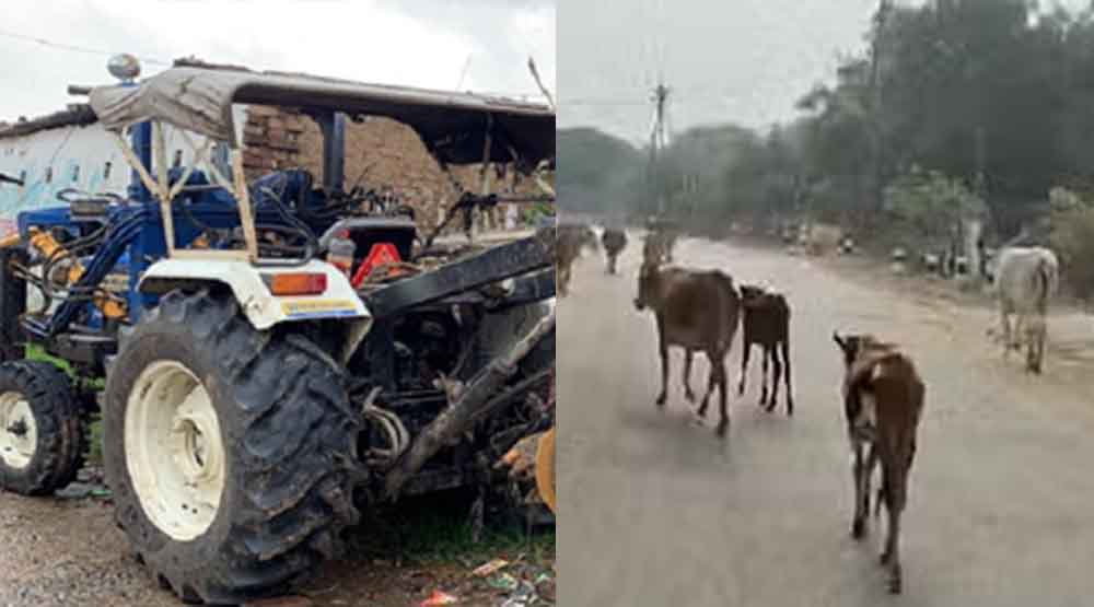 छत्तीसगढ़-बिलासपुर में मृत गोवंश को ट्रैक्टर के पीछे बांधकर घसीटा