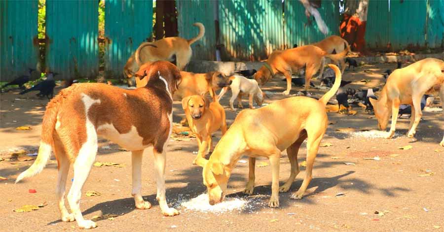 बिलासपुर में  आवारा कुत्तों की संख्या में बढ़ोतरी, आम लोग परेशान