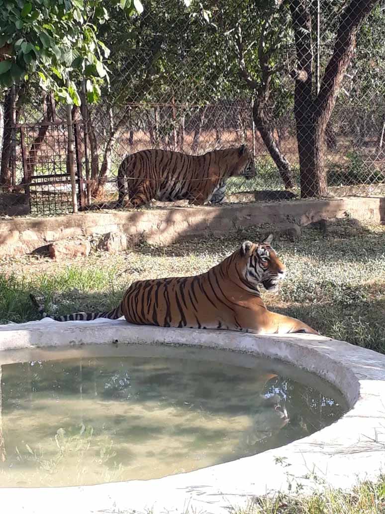 मध्य प्रदेश सरकार ने वनविहार, Zoo और पार्कों में घूमना किया महंगा, प्रवेश शुल्क में हुई वृद्धि