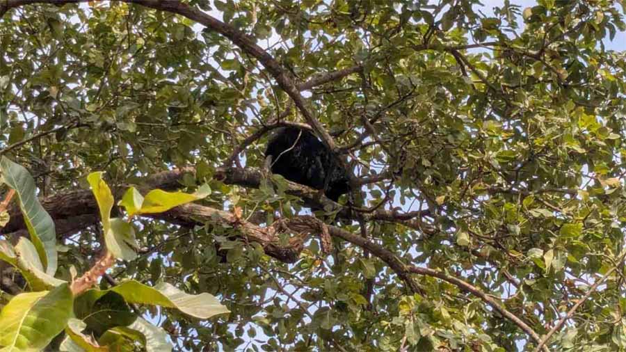 सरगुजा में महुआ के पेड़ पर चढ़ा भालू, इलाके में हड़कंप