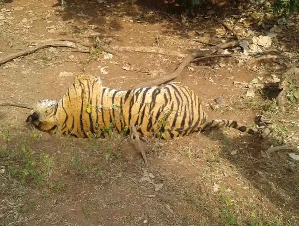 मध्य प्रदेश के रातापानी टाइगर रिजर्व में बाघिन की मौत, सड़क हादसे में गई जान