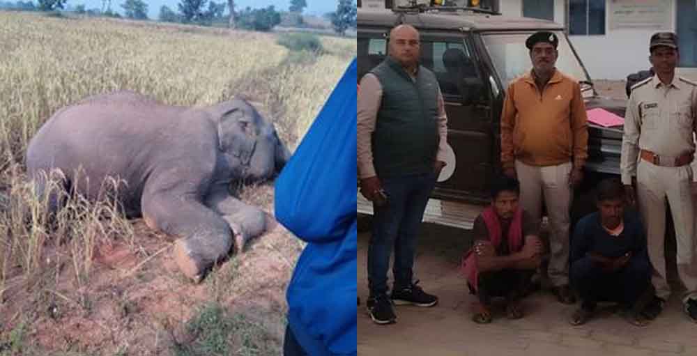 छत्तीसगढ़-रामानुजगंज वन परिक्षेत्र में करंट से हाथी की मौत के दो आरोपी गिरफ्तार और दो फरार