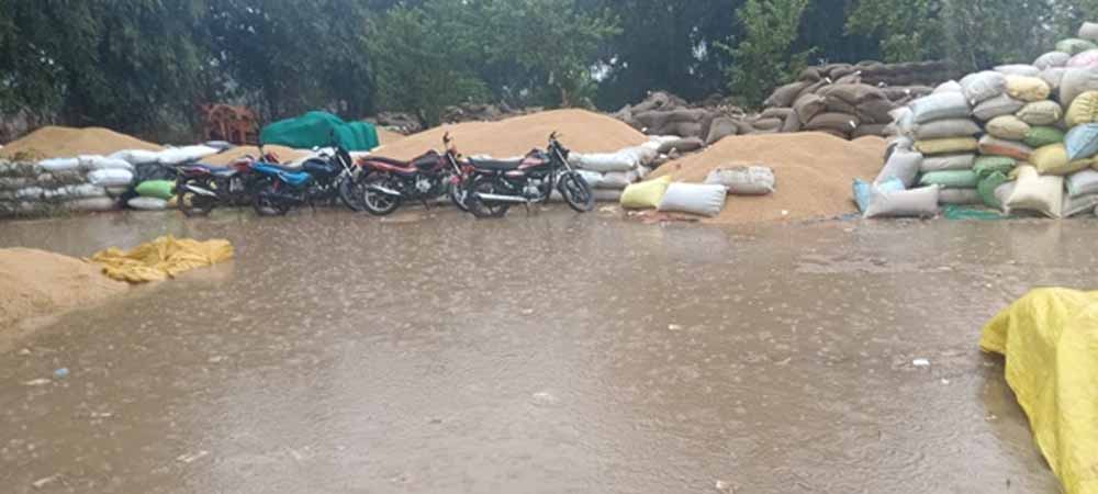 दो घंटे से जारी बारिश में समर्थन मूल्य खरीदी केंद्रों में किसानों की परेशानी बढ़ी, खरीदी केंद्रों पर भीग गई धान