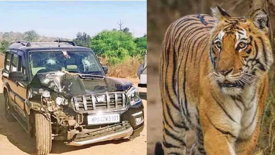 बाघों की मौजूदगी से भोपाल में फैली दहशत, बाघों ने दो गायों का किया शिकार