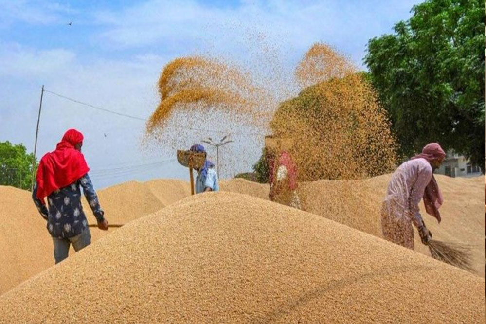सरकार ने वर्ष 2025-26 के लिए गेहूँ का न्यूनतम समर्थन मूल्य 2425 रूपये घोषित किया गया