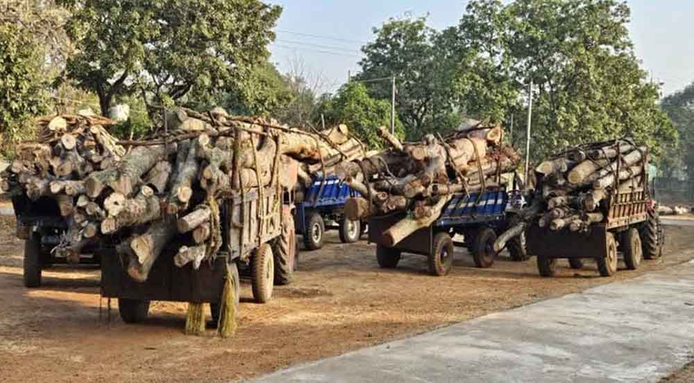 छत्तीसगढ़-बालोद में वन विभाग ने अवैध लकड़ी परिवहन करते आठ ट्रैक्टर किए जब्त