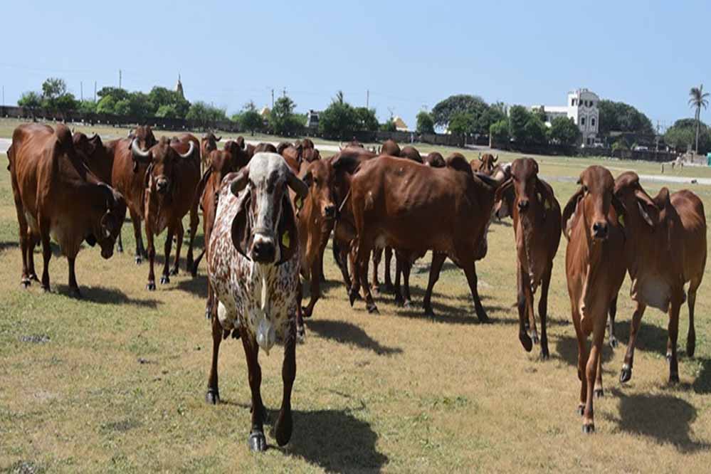 50 हजार गायों का रीवा में आनोखा घर, एक प्लान से करेगा एशिया में टॉप