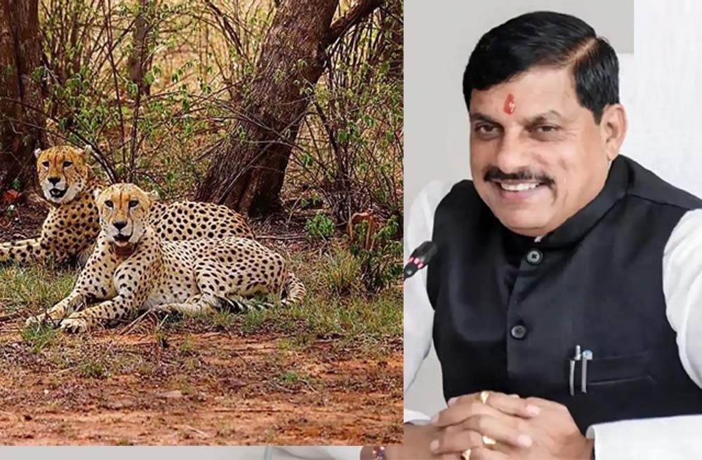 मुख्यमंत्री डॉ. यादव ने कहा- गाँधी सागर अभयारण्य में 2 चीते छोड़े जाने का अवसर प्रसन्नता का विषय है